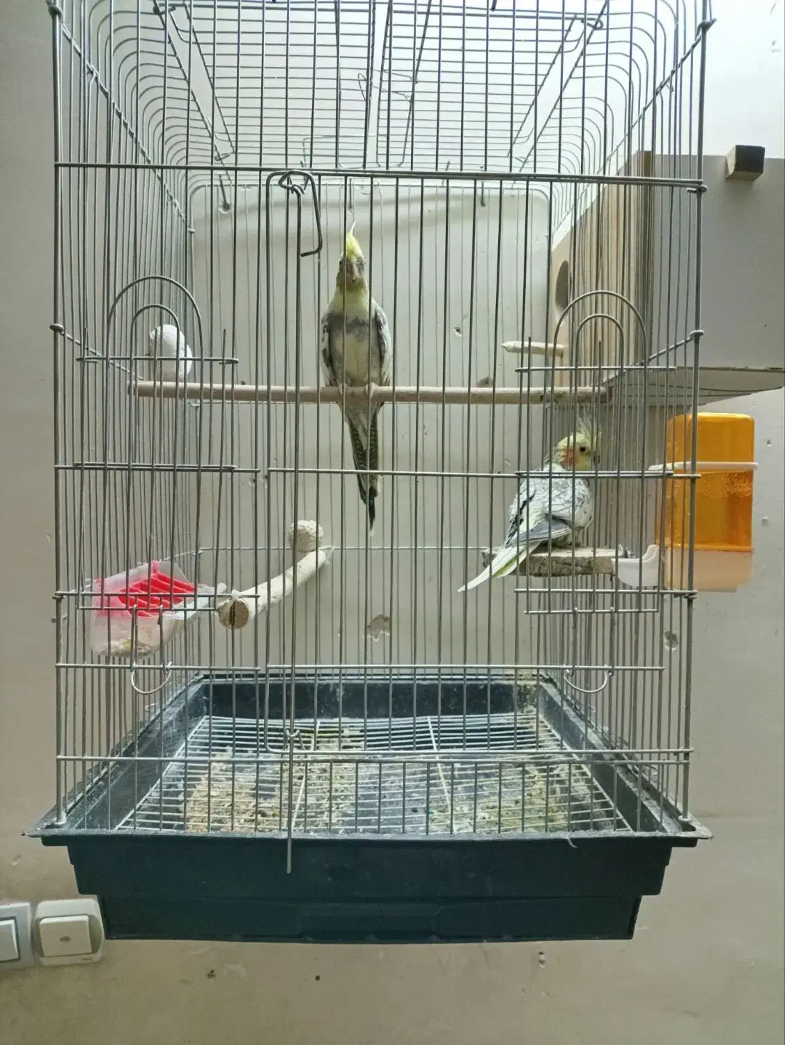 عروس هلندی|پرنده|بروجرد, |دیوار