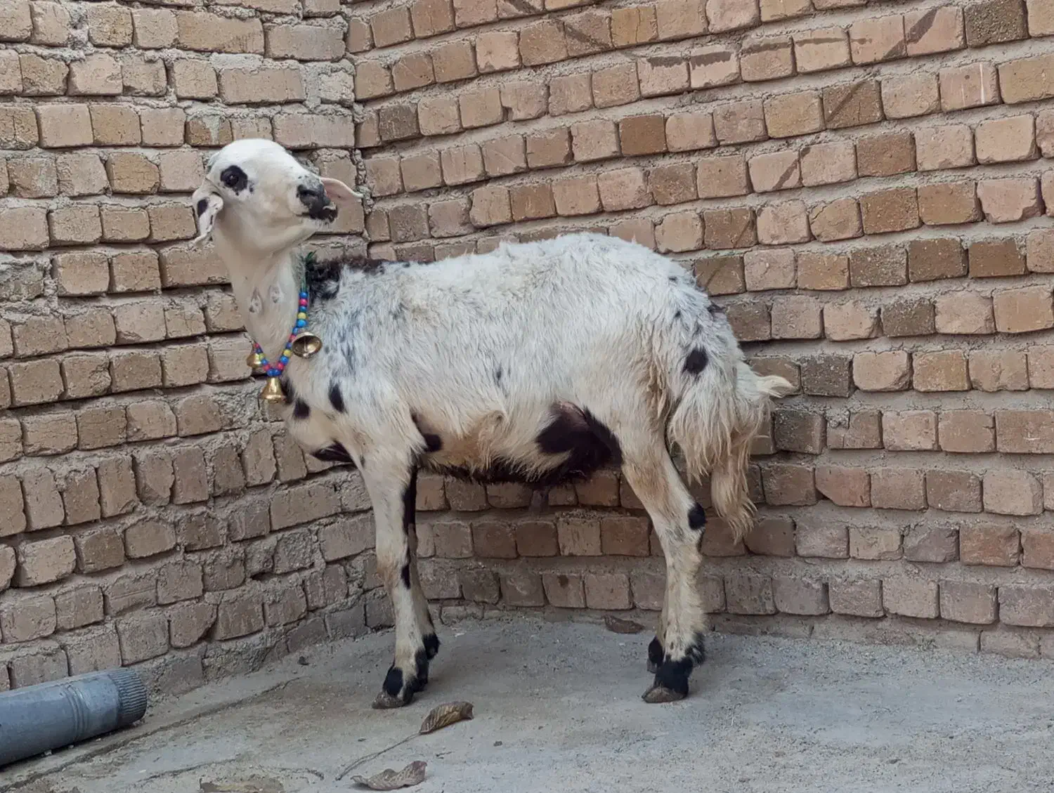 گوسفند بره قوچ|حیوانات مزرعه|بروجرد, |دیوار