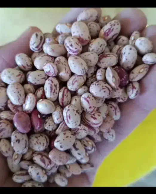 لوبیا چیتی بوجاری شده درجه یک شیراز|خوردنی و آشامیدنی|شیراز, تاچارا|دیوار