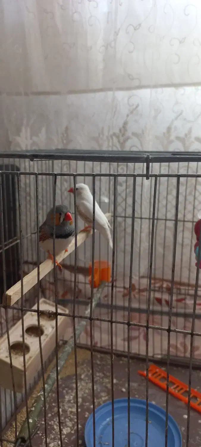 یک جفت فنج|پرنده|تبریز, |دیوار