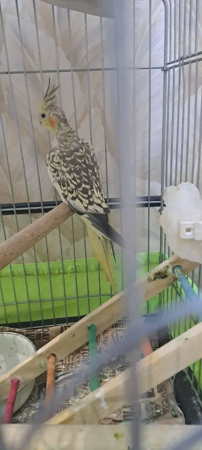 عروس هلندی۳ ماهه کینگ سایز مرواریدی فوری فروشی|پرنده|تهران, ائمه اطهار|دیوار