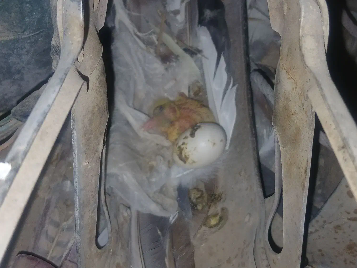 دوتا کبوتر نر گم شده|حیوانات|حمیدیا, |دیوار