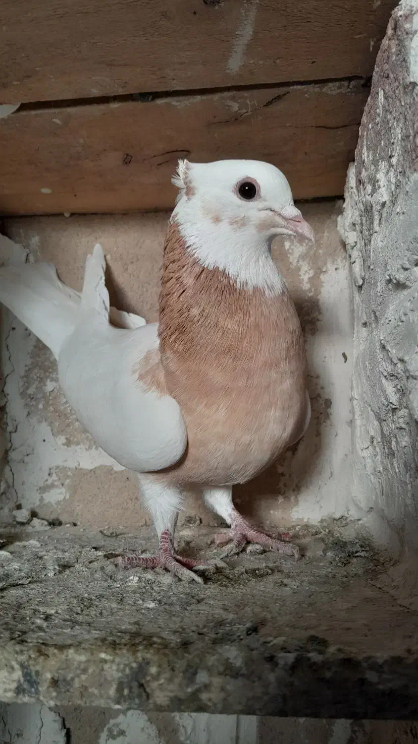 طوقی ماده|پرنده|ملکان, |دیوار