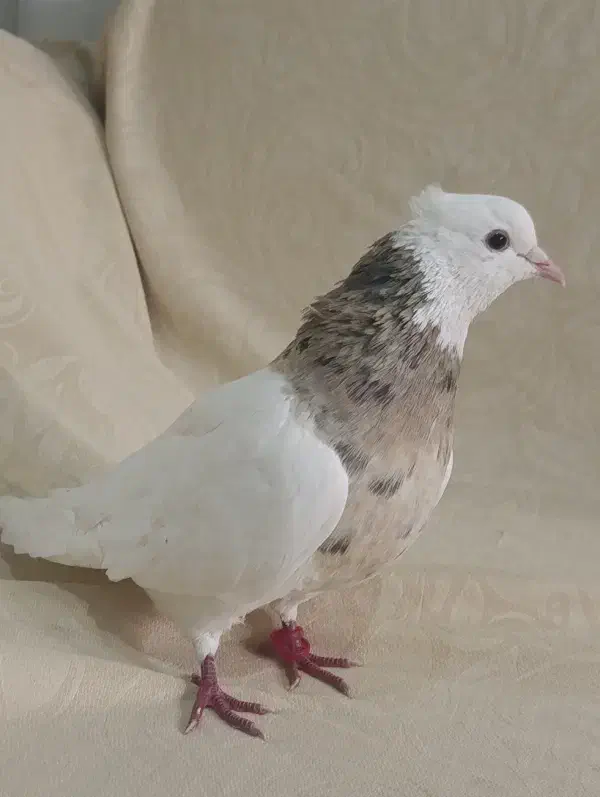 طوقی|پرنده|قروه, |دیوار