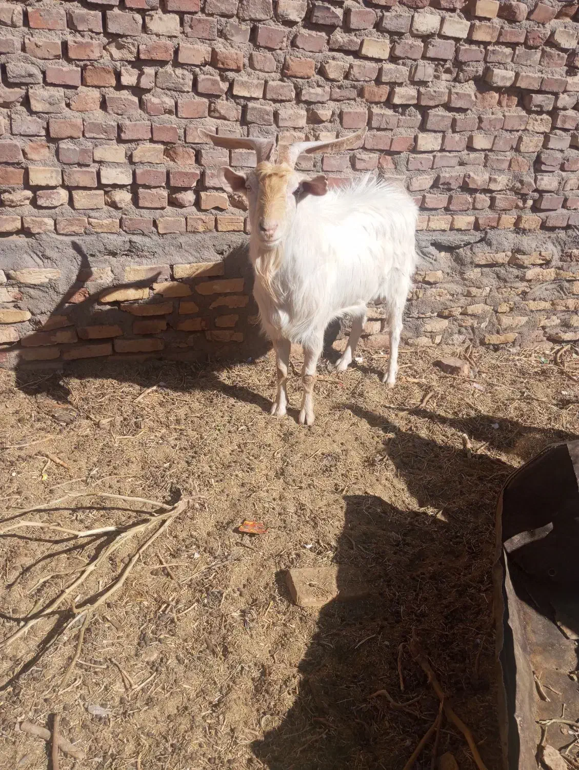 یک عدد نری سانت بفروش میرسد|حیوانات مزرعه|کوچصفهان, |دیوار