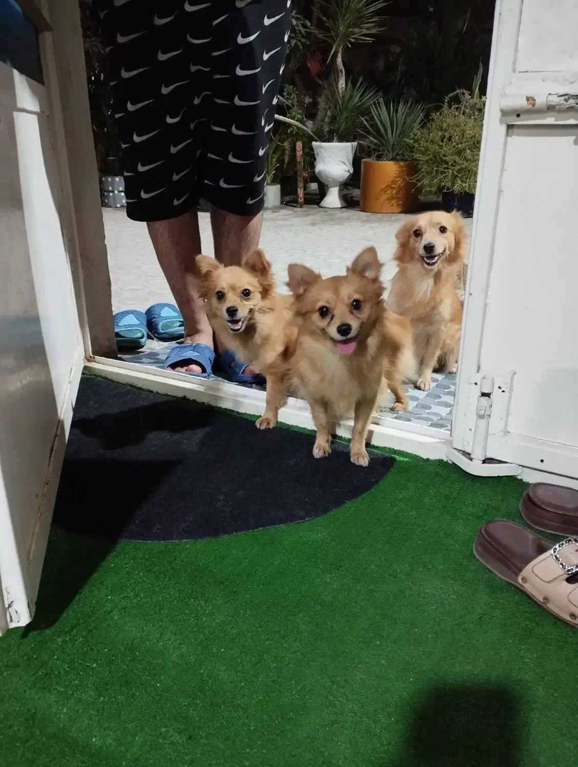 سگ آشپز پامر|سگ|بندرعباس, |دیوار