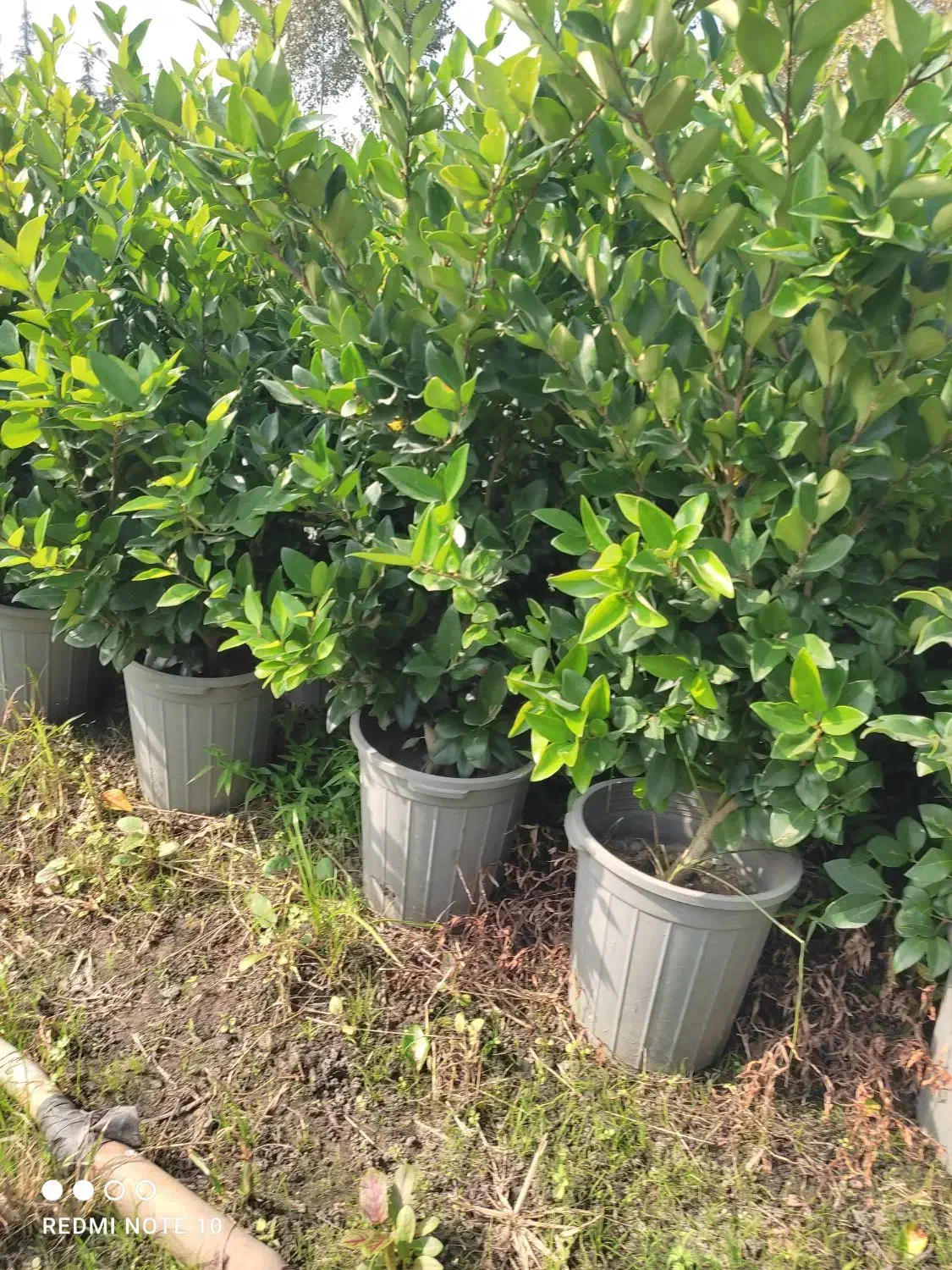 گل یاس|گل و گیاه طبیعی|نشتارود, |دیوار