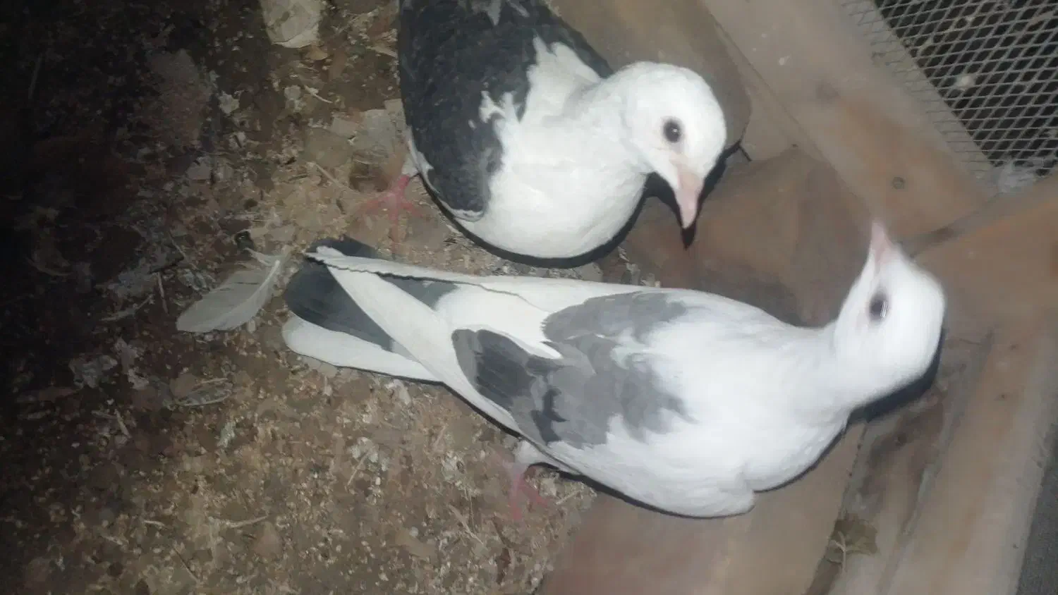 کبوتر دوکت|پرنده|سراوان, |دیوار