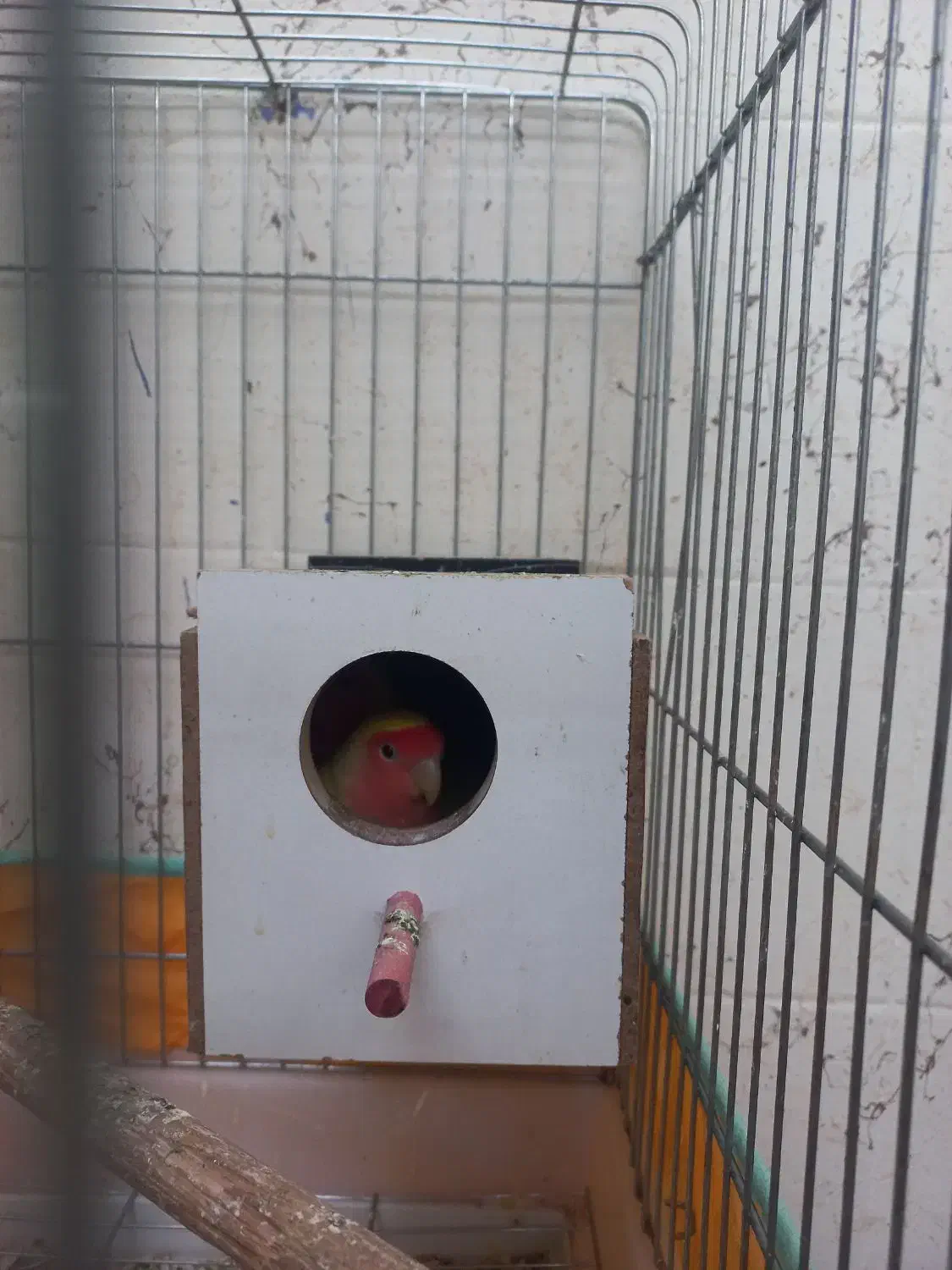 ی جفت برزیلی|پرنده|شوشتر, |دیوار