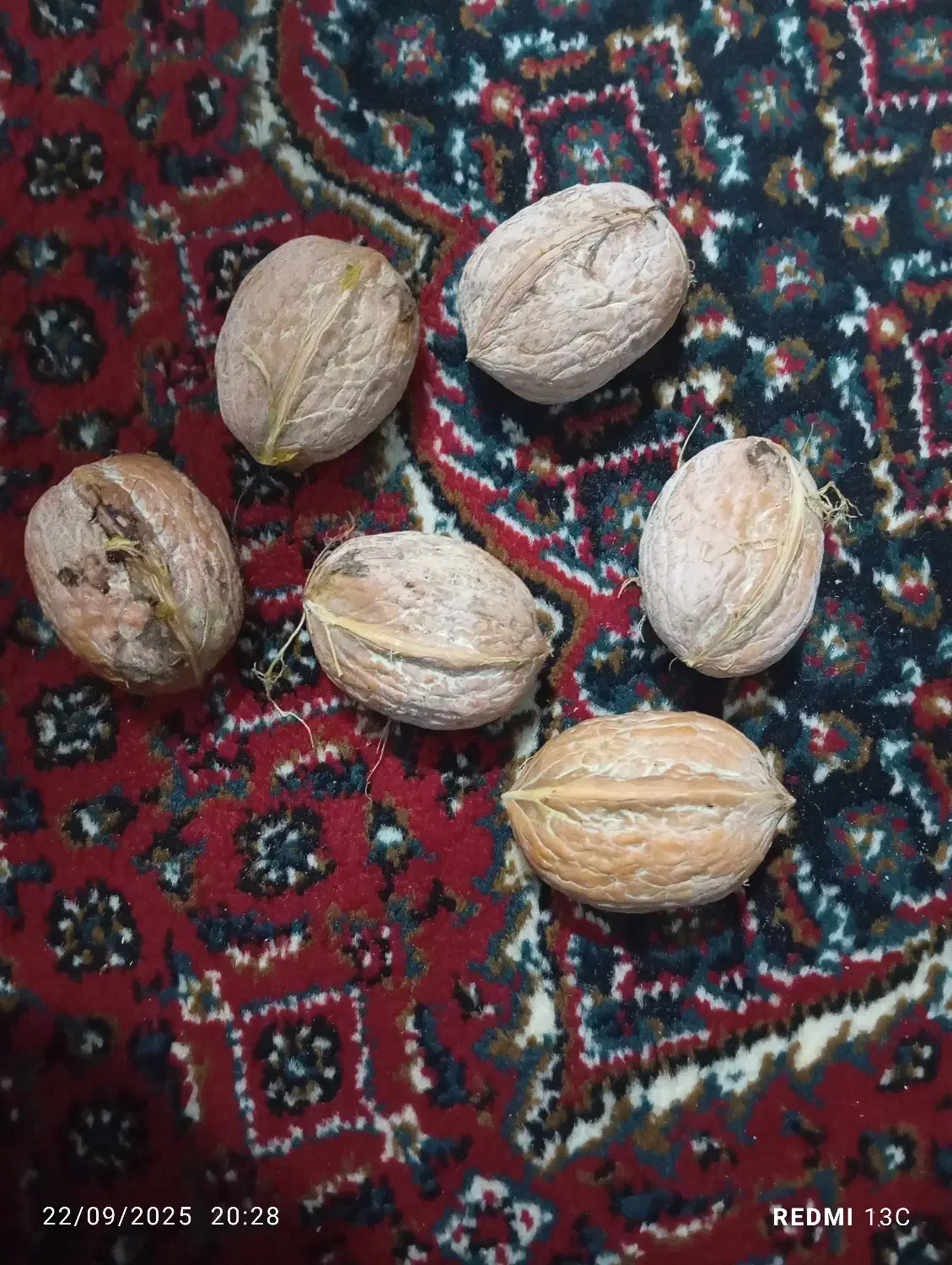 گردوخوب|عمده‌فروشی|جوانرود, |دیوار