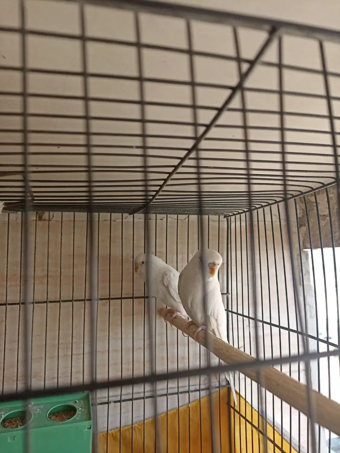 مرغ عشق سفید|پرنده|قم, شهرک مهدیه (مدرس)|دیوار