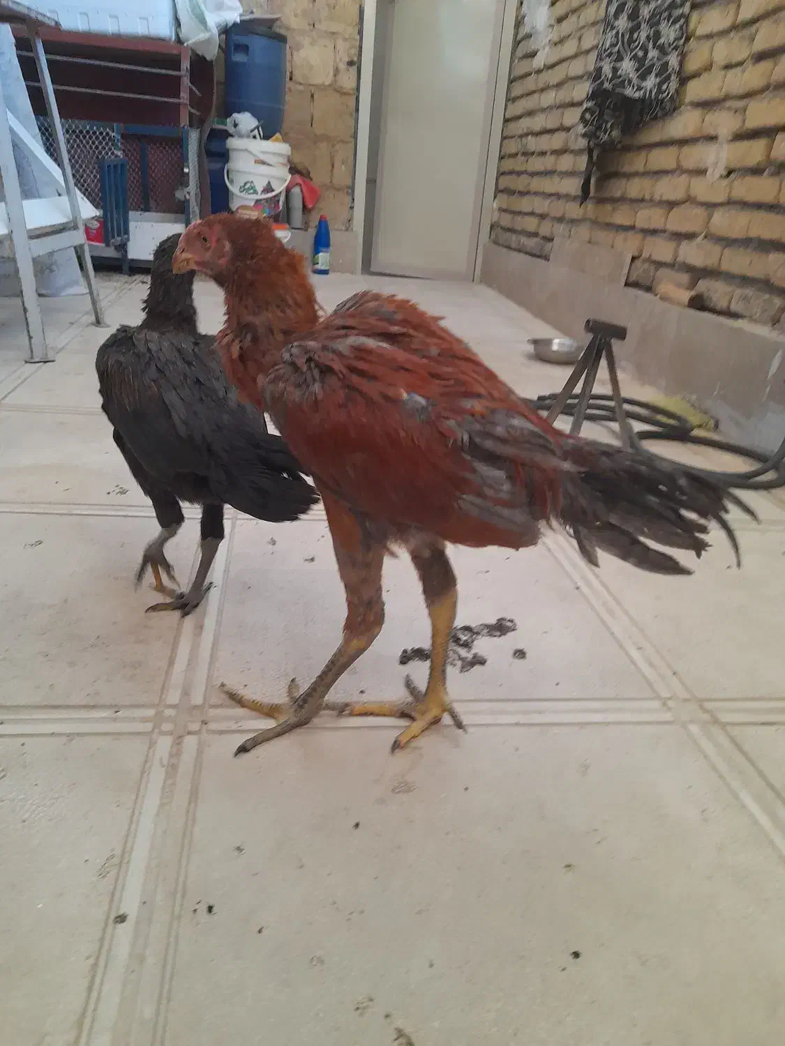 جوجه لاری|حیوانات مزرعه|کرمانشاه, |دیوار