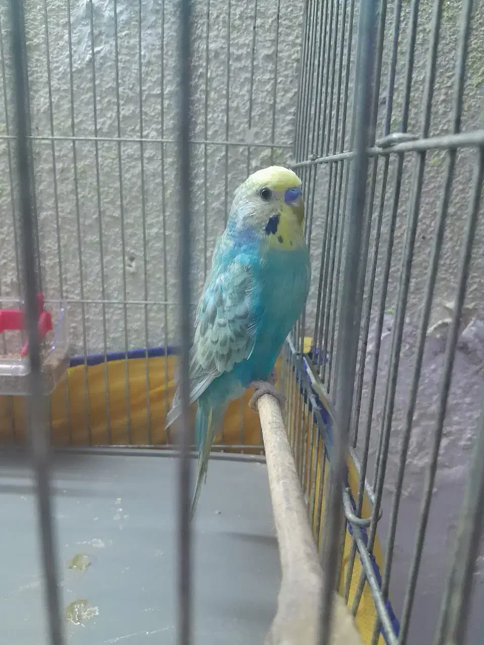 مرغ عشق ریمبو (مولد)|پرنده|اهواز, کوی علوی|دیوار