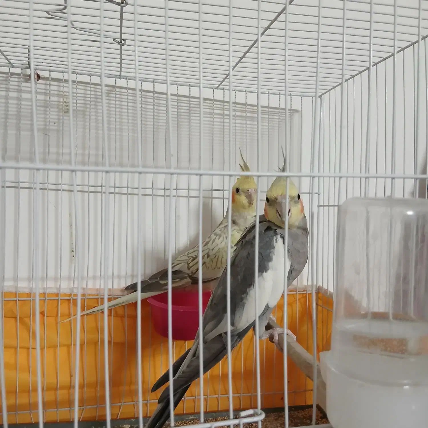 عروس هلندی سینامون گل باقالی|پرنده|مشهد, سمزقند|دیوار