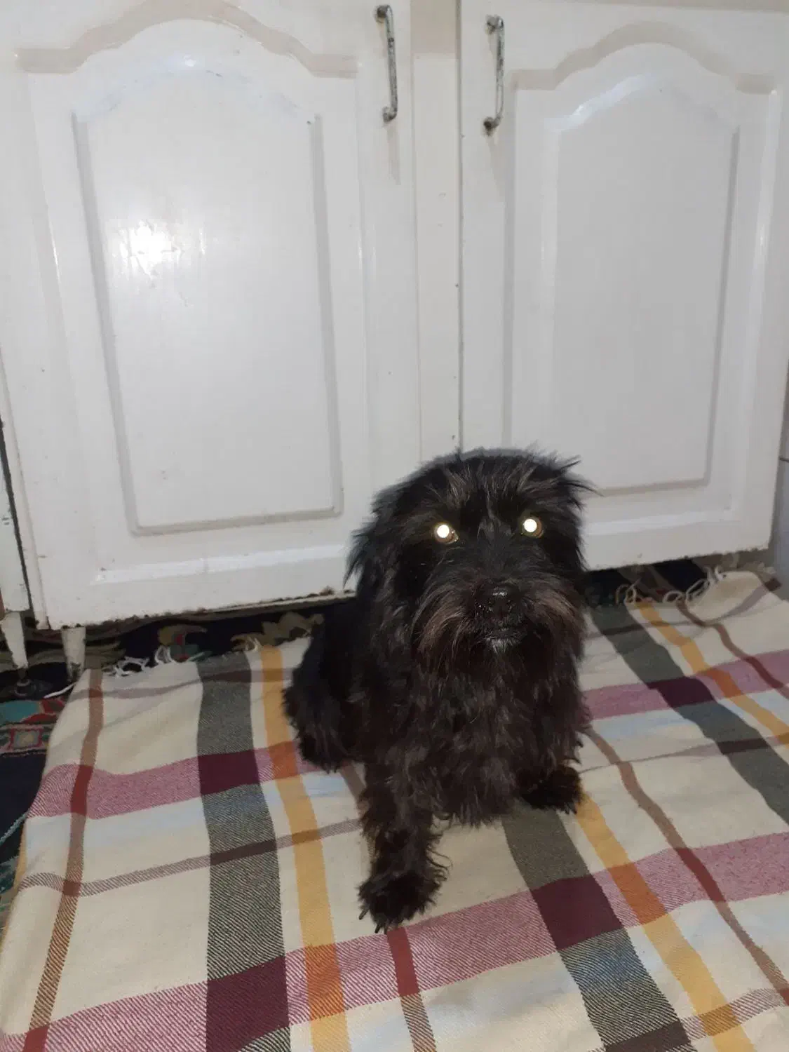 سگ گمشده|حیوانات|قرچک, قشلاق جیتو|دیوار