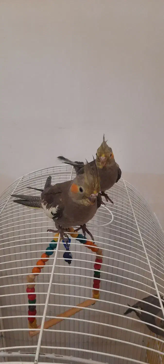 جوجه عروس هلندی|پرنده|قرچک, میرزائی جنوبی|دیوار