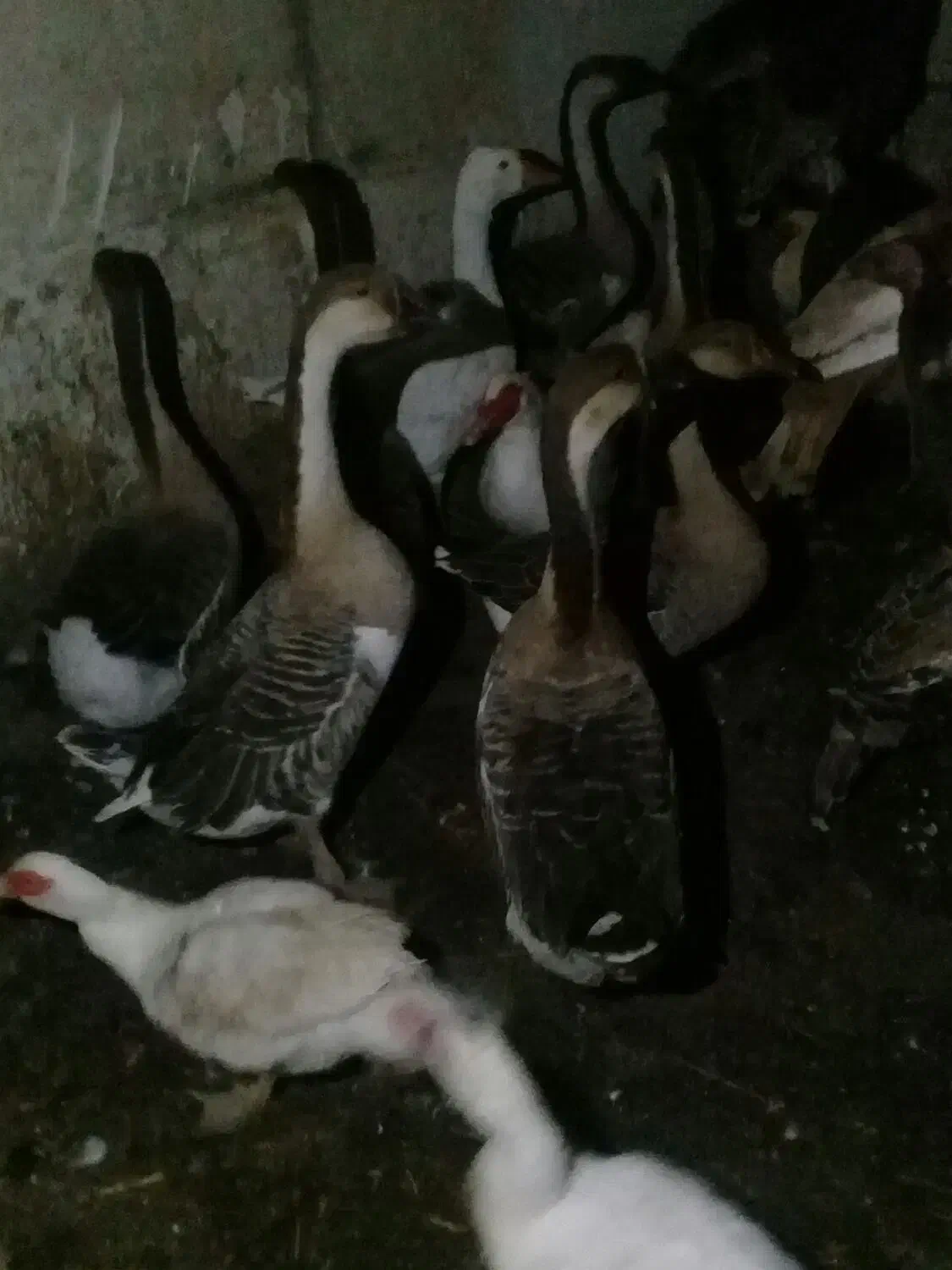 غازهای درشت هیکل|حیوانات مزرعه|اردبیل, |دیوار