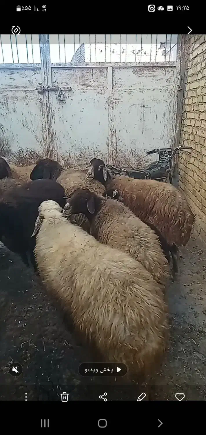 گوسفند داشتی|حیوانات مزرعه|فریدونشهر, |دیوار