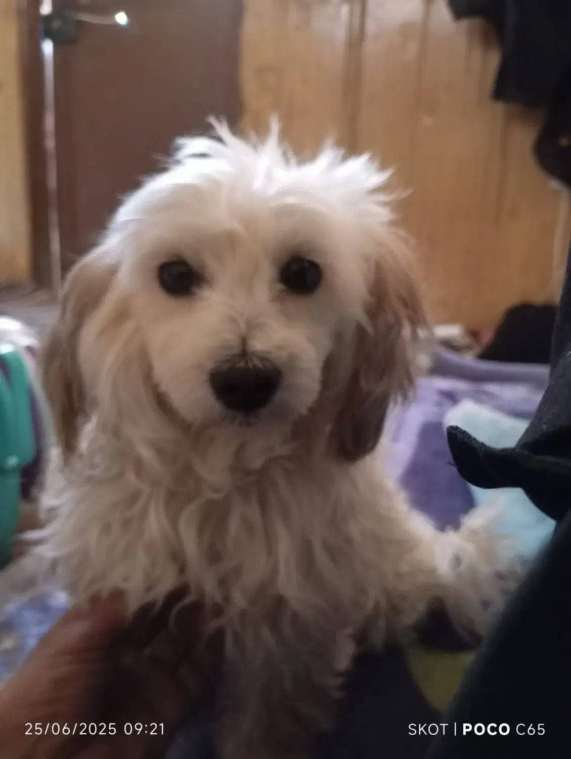 واگذاری رایگان|سگ|ایلام, |دیوار