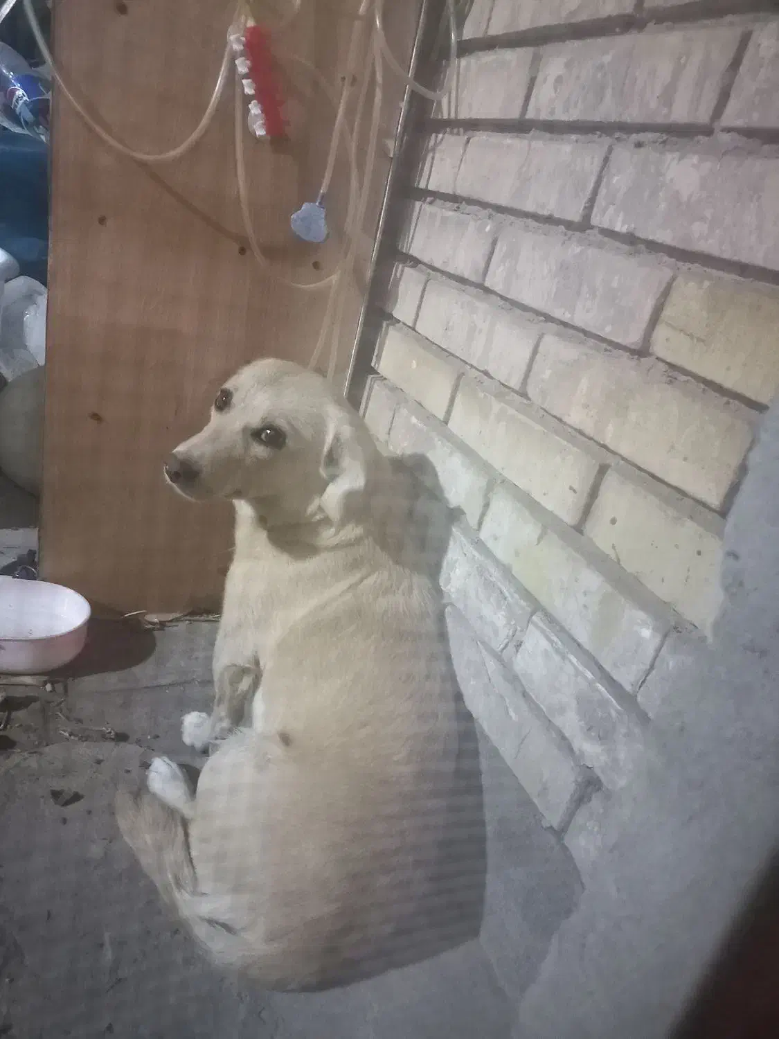 سگ گمشده|حیوانات|رفسنجان, |دیوار