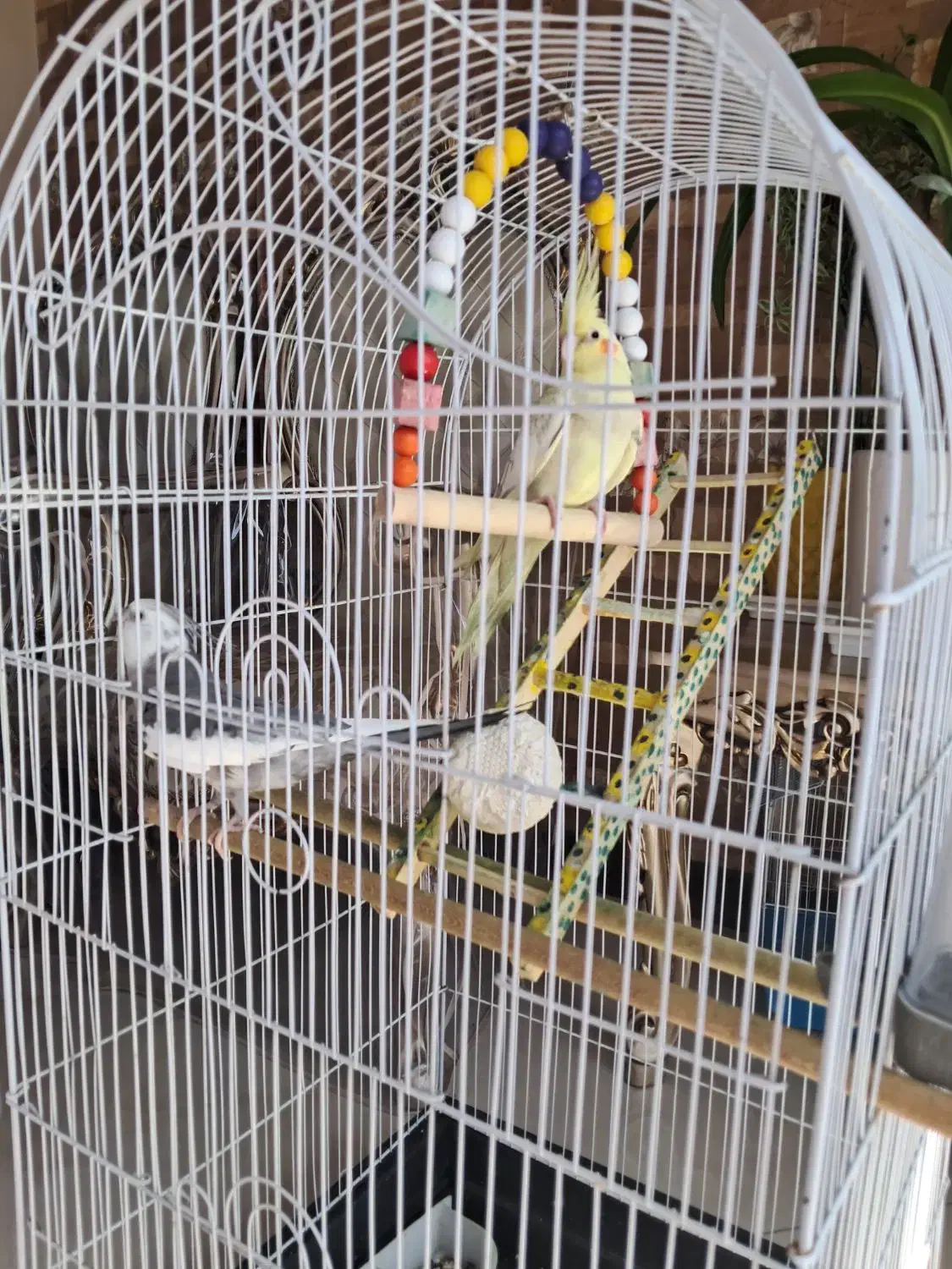 جفت عروس هلندی سخنگو و رقاص|پرنده|اصفهان, جلالیه|دیوار