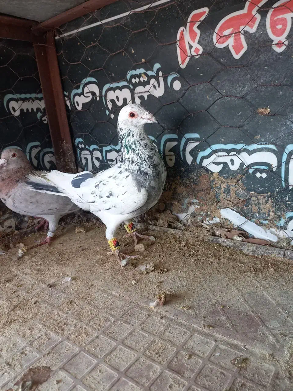 فروش دوجفت سرور|پرنده|جهرم, |دیوار