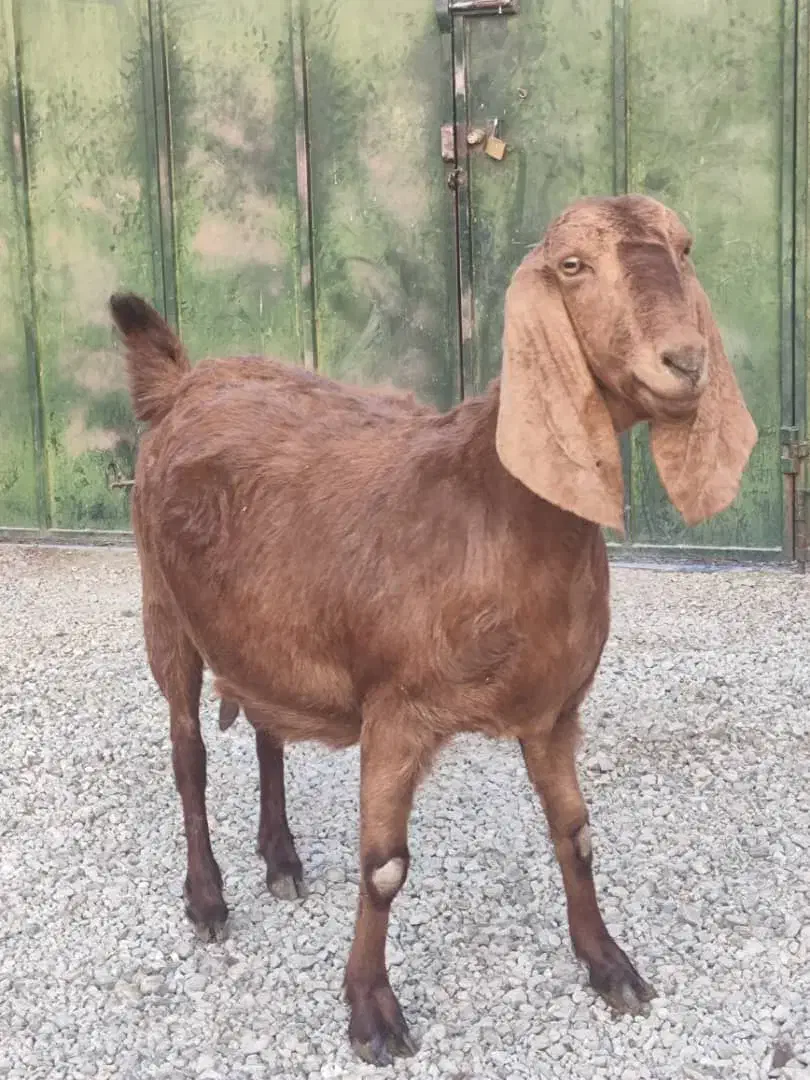 فروش ۱راس بز ابستن|حیوانات مزرعه|شیراز, داریون|دیوار