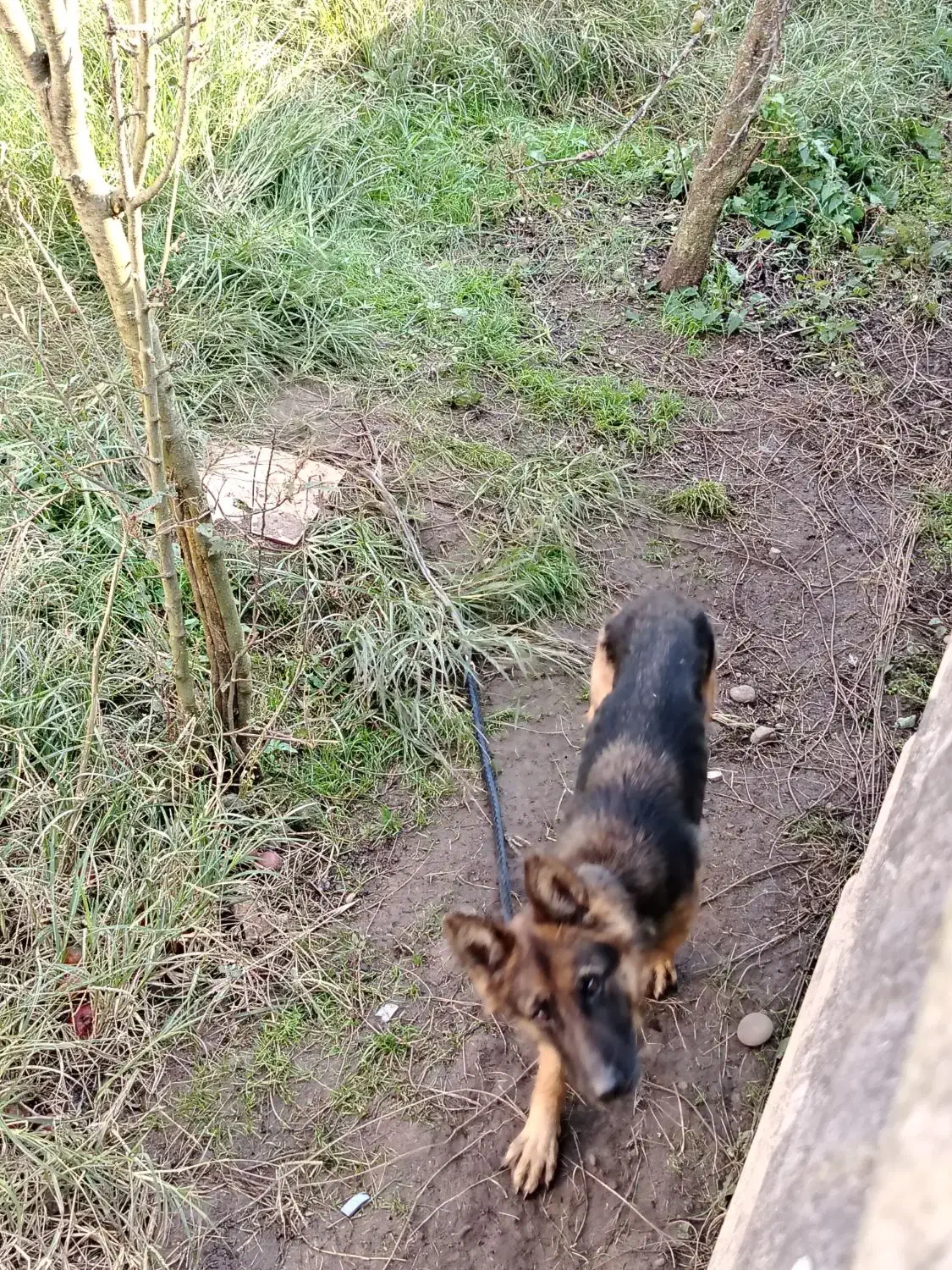 سگ ژرمن شولاین اصلی ماده|سگ|رشت, حومه رشت|دیوار