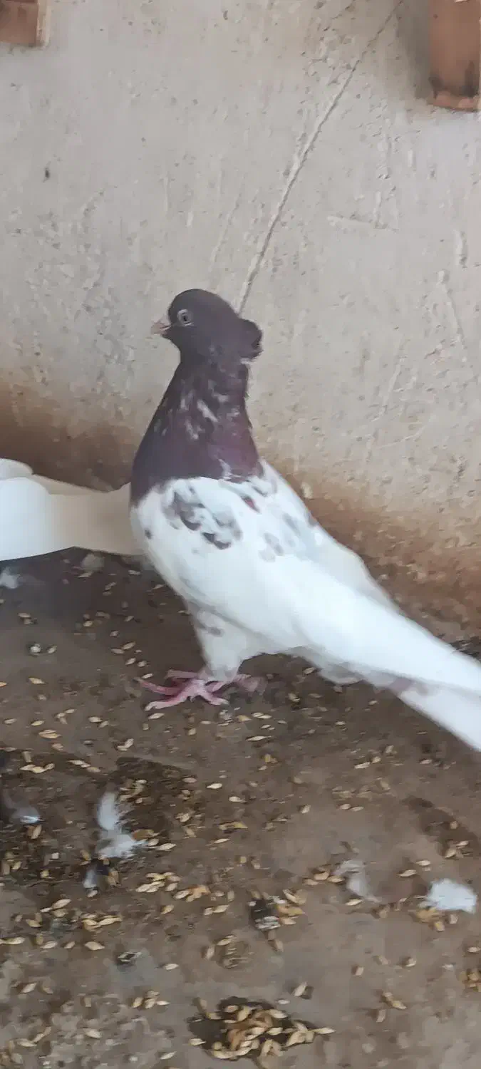 کبوتر کله تنها|پرنده|اهرم, |دیوار