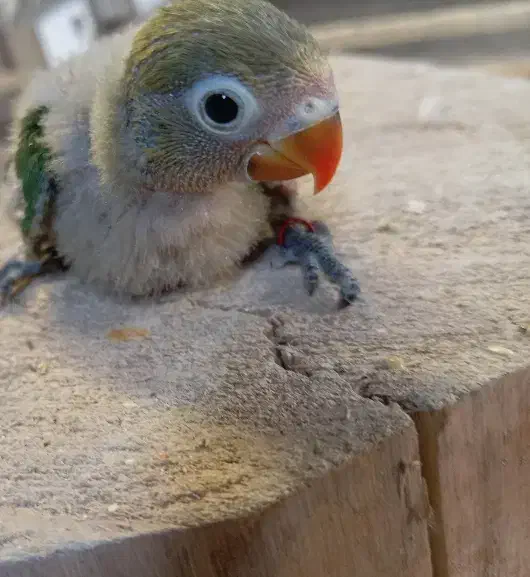 جوجه سرلاکی طوطی کوتوله حلقه به پا|پرنده|شیراز, گل سرخ|دیوار