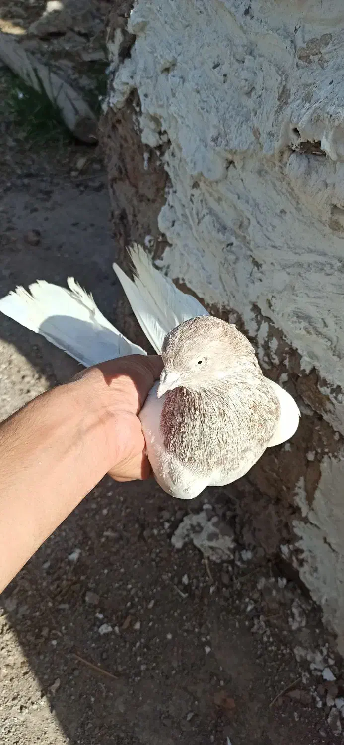 کبوتر|پرنده|بم, |دیوار