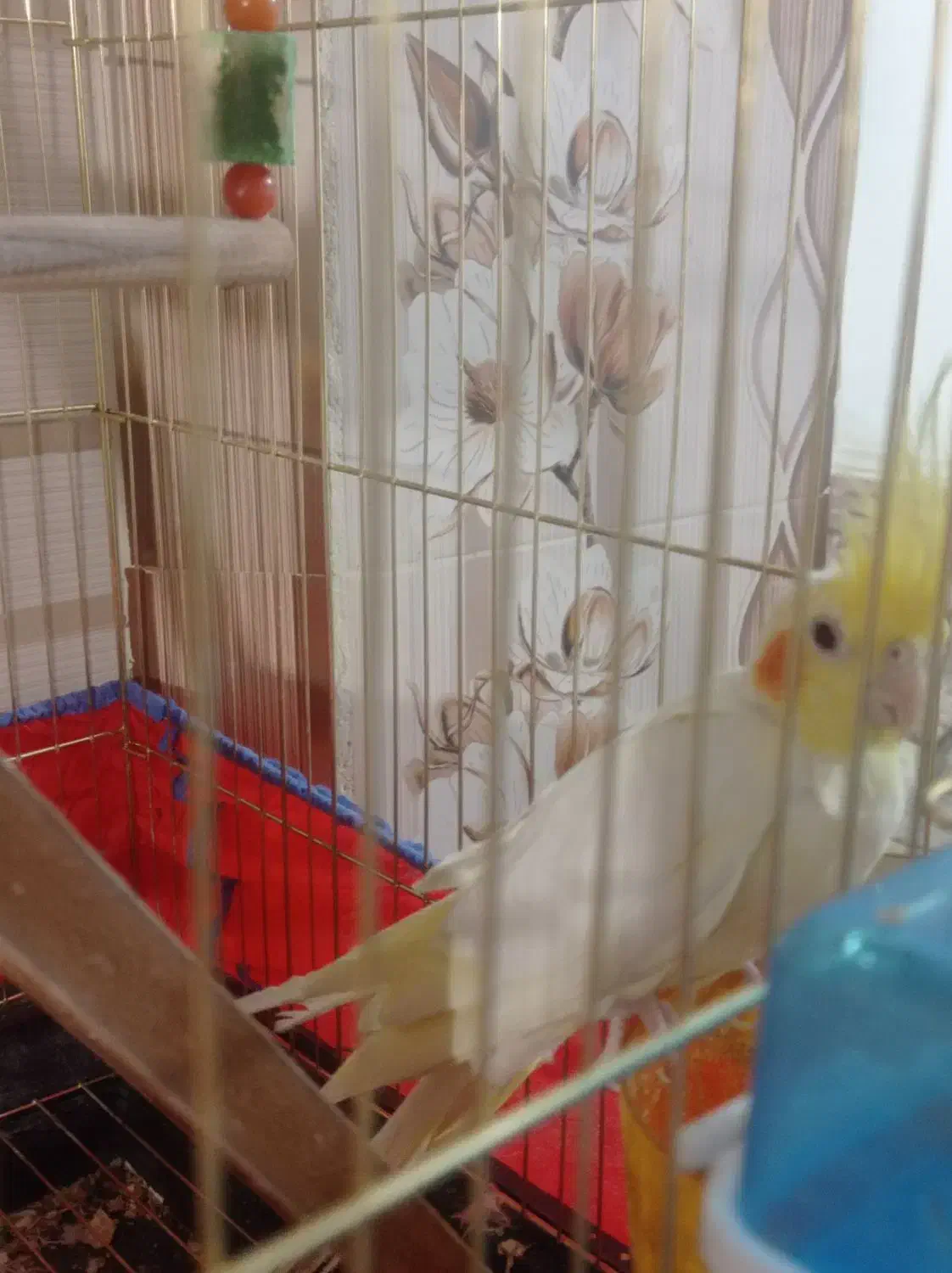 عروس هلندی نر و ماده|پرنده|زاهدان, |دیوار