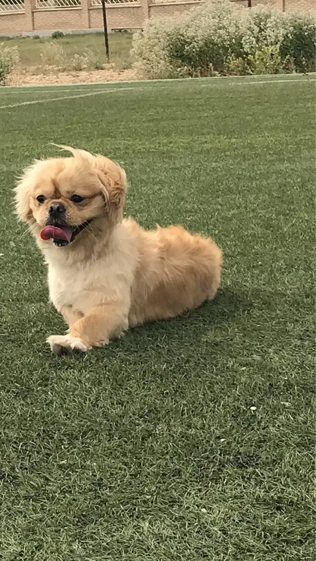 سگ نر نژاد پیکینیز|سگ|شیروان (خراسان), |دیوار