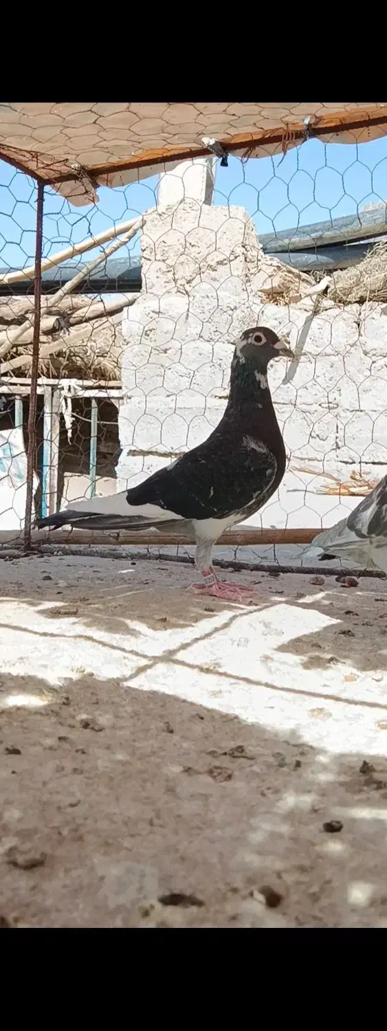 کبوترمسافتی|پرنده|زهک, |دیوار