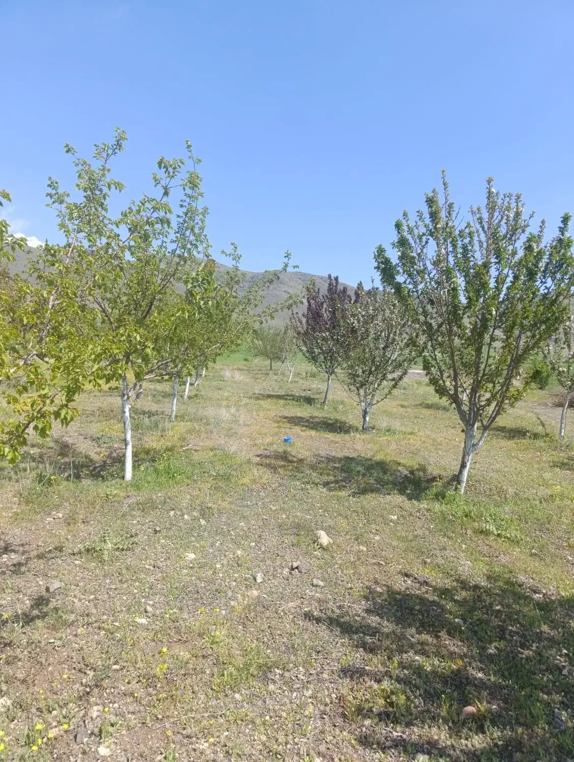 باغ|فروش زمین و ملک کلنگی|دینور, |دیوار