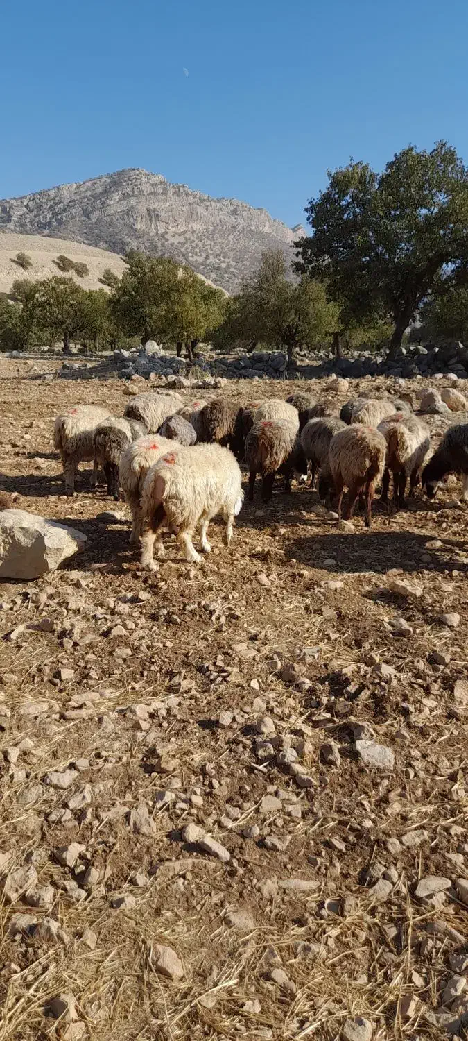 میش داشت|حیوانات مزرعه|دهدشت, |دیوار