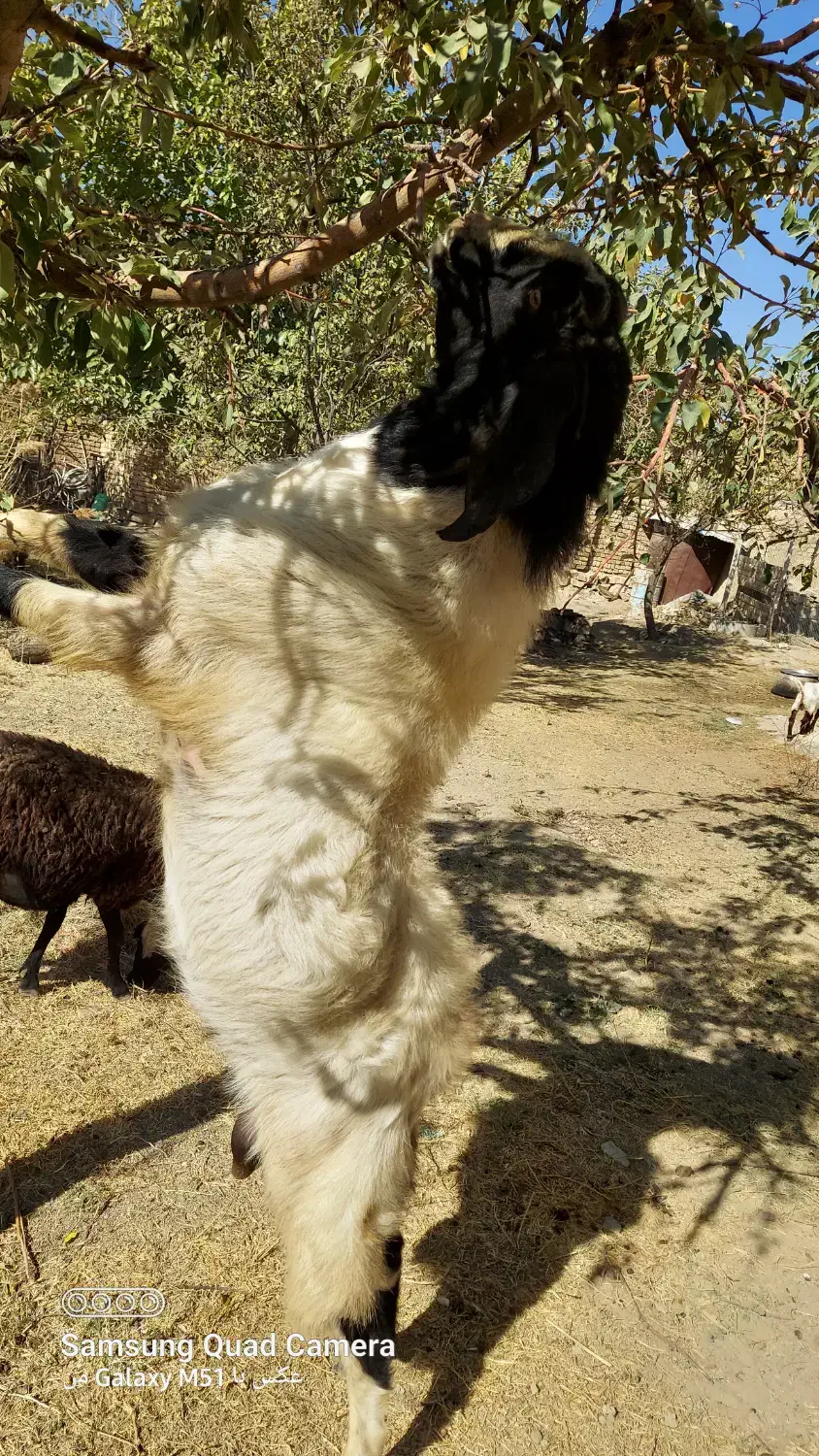 نر بز دو رگه سانن پاکستانی مخصوص نژاد|حیوانات مزرعه|درگزین, |دیوار