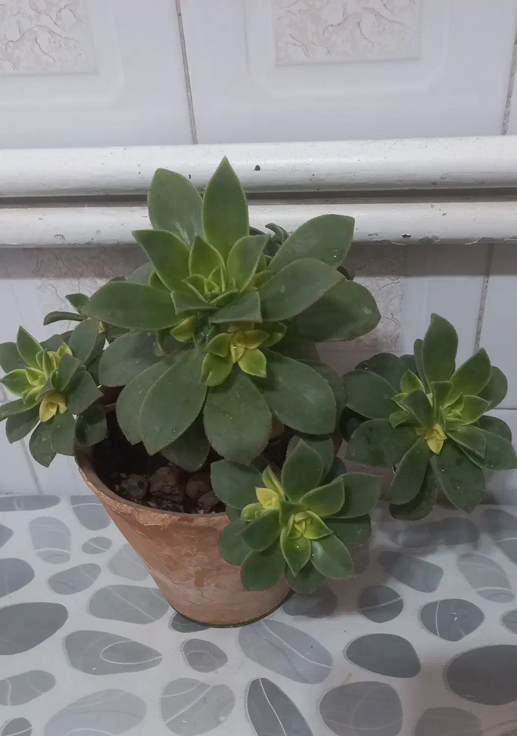 گلهای طبیعی وشاداب ابهر|گل و گیاه طبیعی|ابهر, |دیوار