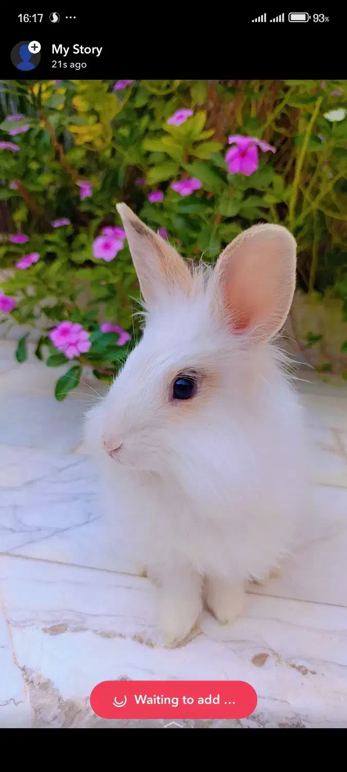 واگذاری خرگوش سفید لوپ بالغ نر|موش و خرگوش|زابل, |دیوار