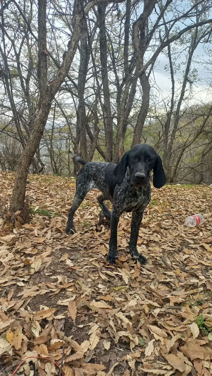 توله شکاری المانی|سگ|گالیکش, |دیوار