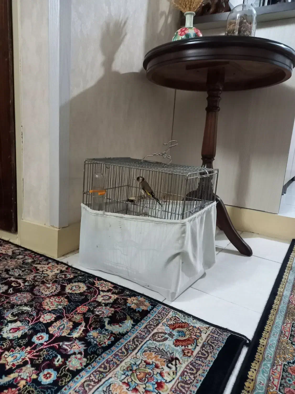 سهره بروجرو|پرنده|تهران, بوستان چیتگر|دیوار