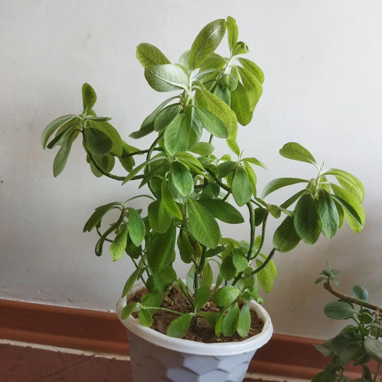 گل طبیعی|گل و گیاه طبیعی|ساوه, |دیوار
