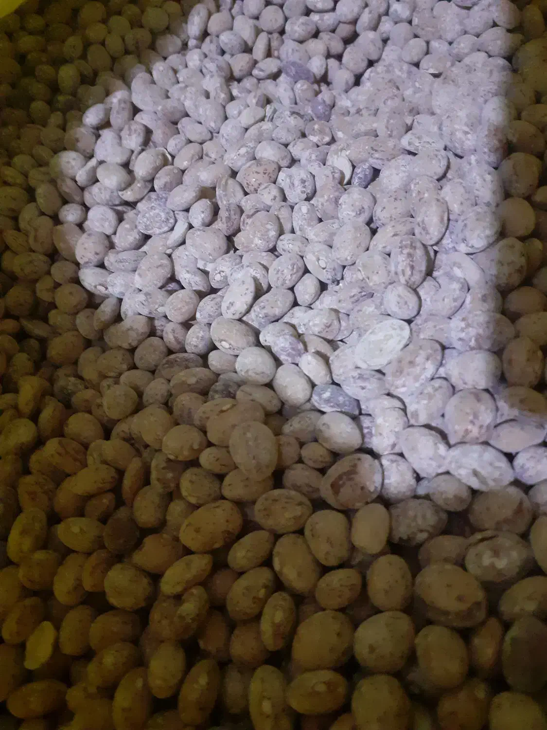 بذر لوبیا چیتی رقم کوشا|عمده‌فروشی|منوجان, |دیوار