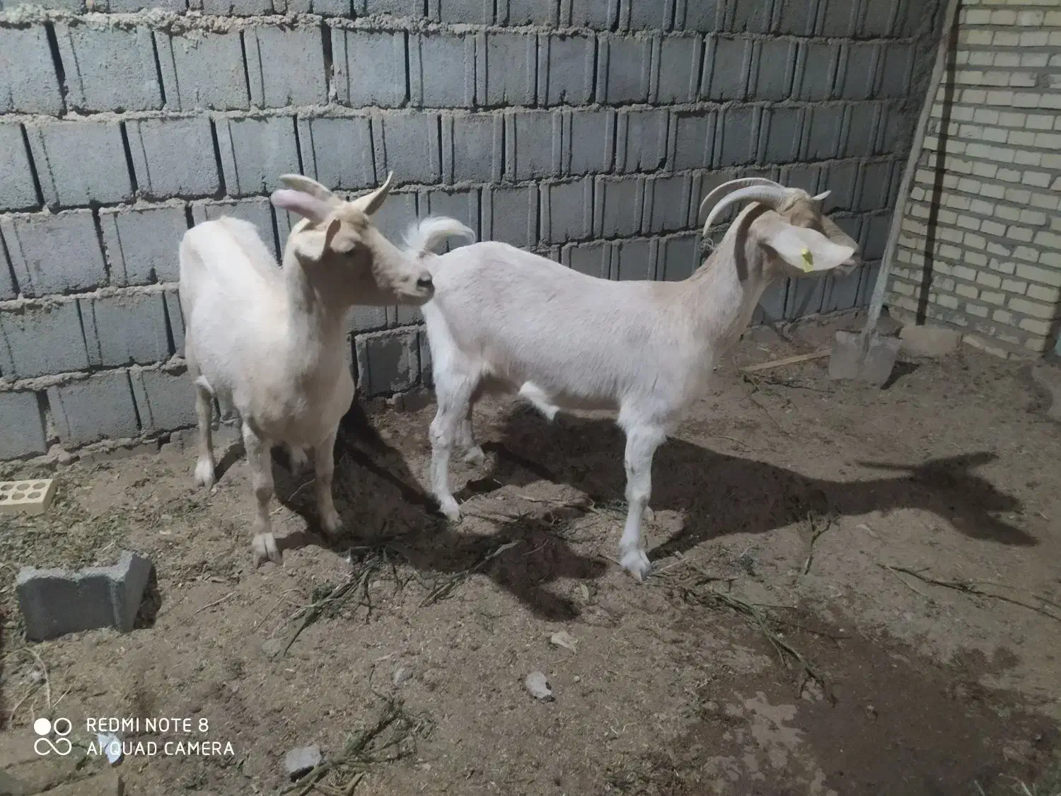 بز سانن|حیوانات مزرعه|نیر (یزد), |دیوار