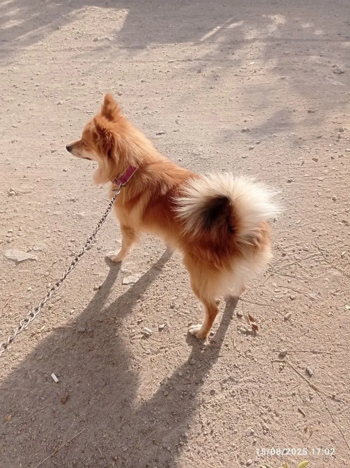 سگ پاکوتاه دزدیده گم شده|سگ|زنجان, |دیوار