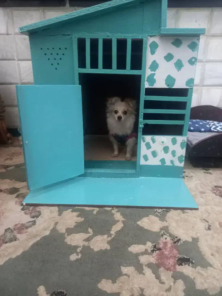 واگذاری پامر نر و ماده|سگ|تهران, تهرانسر غربی|دیوار