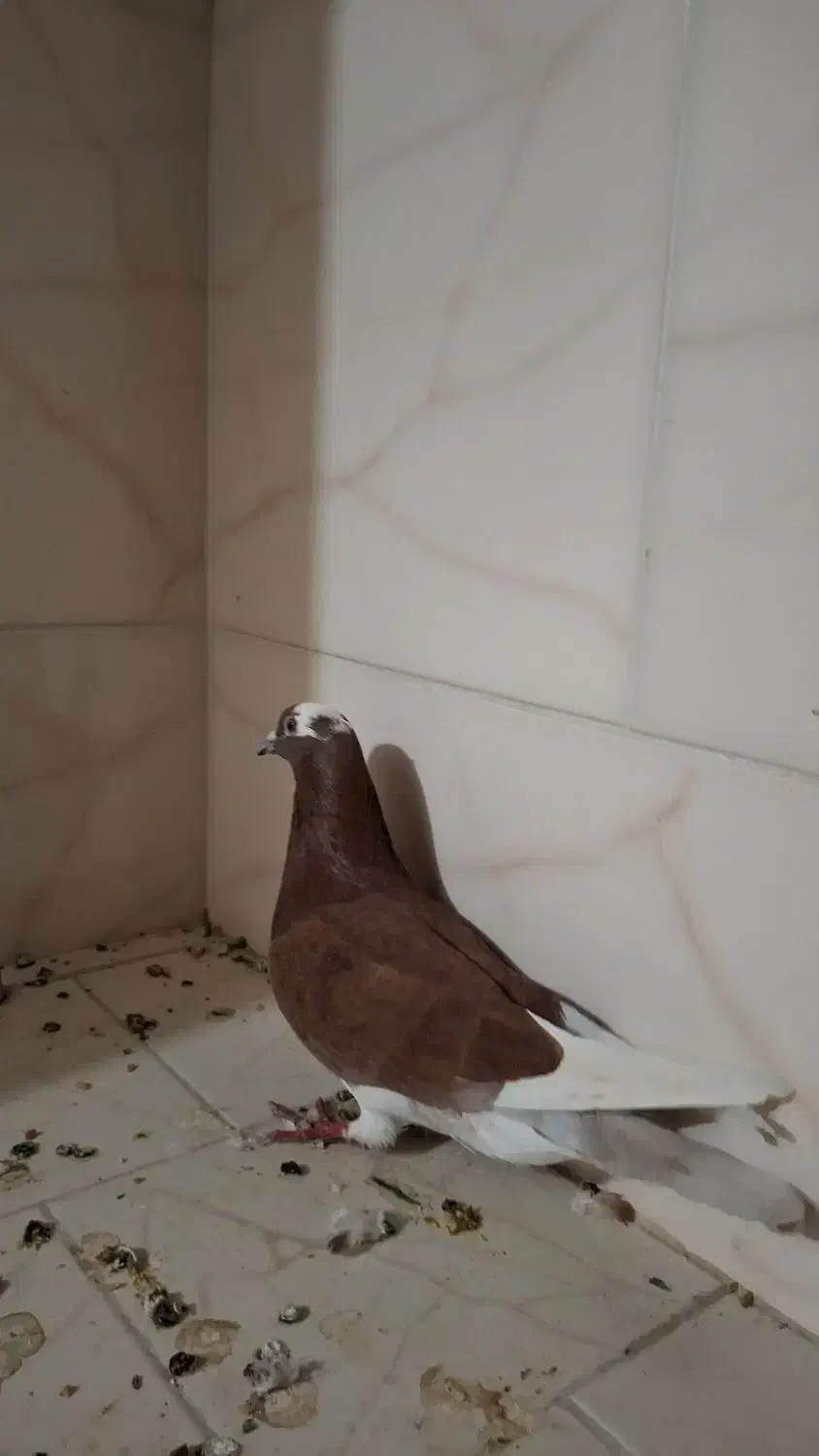 فروش پنج تا کبوتر|پرنده|بندر کنگان, |دیوار