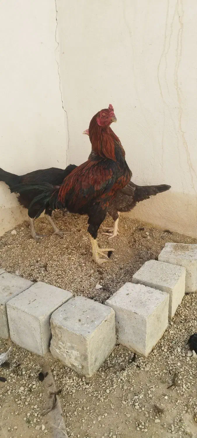 خروس لاری افغان|حیوانات مزرعه|جویم, |دیوار