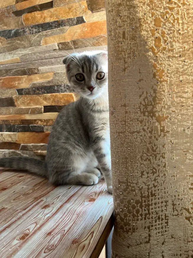 واگذاری‌گربه|گربه|تبریز, |دیوار