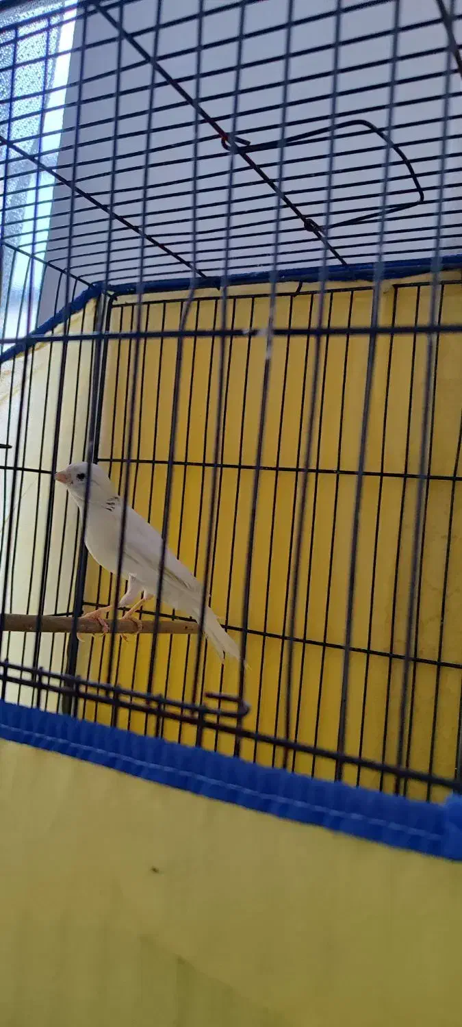 قناری نر سفید مست|پرنده|بروجرد, |دیوار